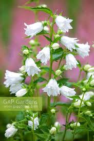 Attēlu rezultāti vaicājumam “Campanula trachelium flower”