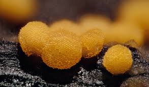 Attēlu rezultāti vaicājumam “Bactridium flavum”