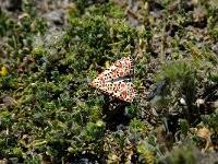 Attēlu rezultāti vaicājumam “Udea prunalis”