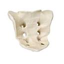 3B Scientific 1005120 Orthobones Sacrum Bone Model: Amazon.com ...