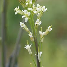 Attēlu rezultāti vaicājumam “Arabis glabra leaf”