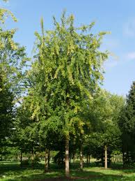 Attēlu rezultāti vaicājumam “Acer saccharinum”