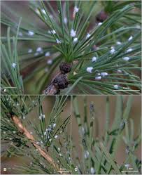 Attēlu rezultāti vaicājumam “Adelges laricis”