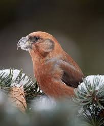 Attēlu rezultāti vaicājumam “Loxia pytyopsittacus male”