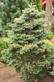 Attēlu rezultāti vaicājumam “Abies veitchii”