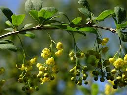Attēlu rezultāti vaicājumam “Berberis vulgaris”