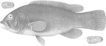 Image result for Tautoga onitis