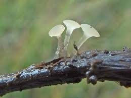 Attēlu rezultāti vaicājumam “Ombrophila violacea”