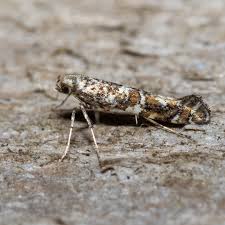 Attēlu rezultāti vaicājumam “Gracillaria syringella larva”