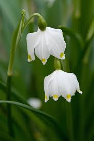 Attēlu rezultāti vaicājumam “Leucojum vernum var. carpathicum”