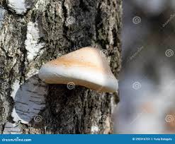 Attēlu rezultāti vaicājumam “Piptoporus betulinus”