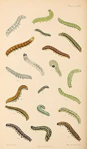 Attēlu rezultāti vaicājumam “Orthosia populeti”