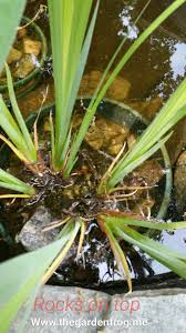 Attēlu rezultāti vaicājumam “Iris pseudacorus leaf”