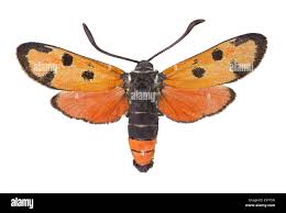 Attēlu rezultāti vaicājumam “Zygaenidae”