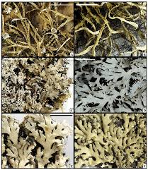 Attēlu rezultāti vaicājumam “Hertelidea botryosa”