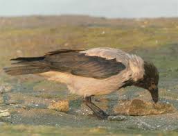 Attēlu rezultāti vaicājumam “Corvus cornix adult”