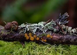 Attēlu rezultāti vaicājumam “Frullania fragilifolia macro”