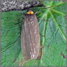 Attēlu rezultāti vaicājumam “Atolmis rubricollis”