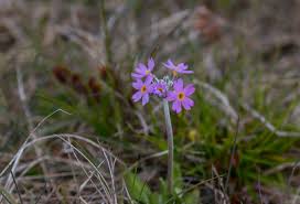 Attēlu rezultāti vaicājumam “Primula farinosa”
