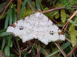 Attēlu rezultāti vaicājumam “Macaria notata”