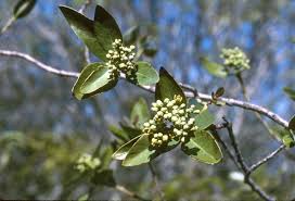 Attēlu rezultāti vaicājumam “Santalaceae”