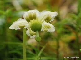 Attēlu rezultāti vaicājumam “Moneses uniflora bud”