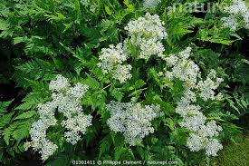 Image result for Myrrhis odorata