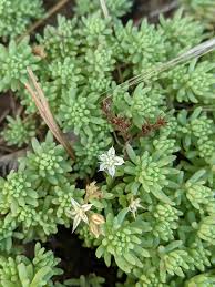 Attēlu rezultāti vaicājumam “Sedum pallidum”