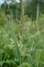 Attēlu rezultāti vaicājumam “Holcus mollis”