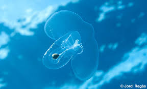 Attēlu rezultāti vaicājumam “Colloderma oculatum sessile”