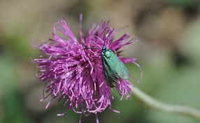 Attēlu rezultāti vaicājumam “Adscita statices”