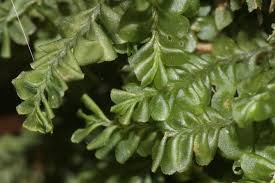 Attēlu rezultāti vaicājumam “Plagiochila porelloides”