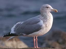Attēlu rezultāti vaicājumam “Larus argentatus adult”