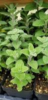 Image result for Origanum majorana