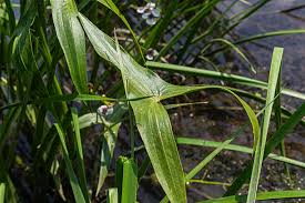 Attēlu rezultāti vaicājumam “Sagittaria sagittifolia leaf”