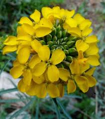 Attēlu rezultāti vaicājumam “Erysimum hieracifolium”