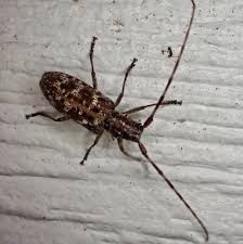 Attēlu rezultāti vaicājumam “Cerambycidae”