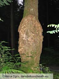 Attēlu rezultāti vaicājumam “Stereum rugosum”