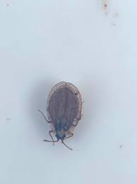 Attēlu rezultāti vaicājumam “Acalypta carinata”