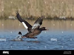Attēlu rezultāti vaicājumam “Melanitta fusca male”