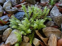 Attēlu rezultāti vaicājumam “Pohlia wahlenbergii”