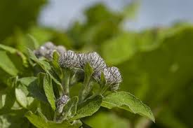 Attēlu rezultāti vaicājumam “Arctium tomentosum”