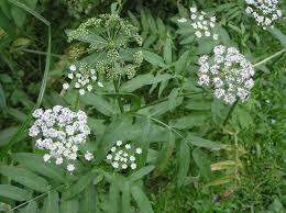 Attēlu rezultāti vaicājumam “Sium latifolium leaf”