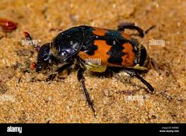 Attēlu rezultāti vaicājumam “Nicrophorus vespillo”