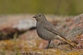 Attēlu rezultāti vaicājumam “Phoenicurus ochruros”