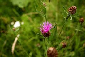 Attēlu rezultāti vaicājumam “Centaurea phrygia bud”