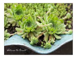 Image result for echtes Hauswurz