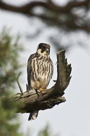 Attēlu rezultāti vaicājumam “Falco subbuteo”