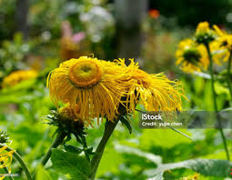 Attēlu rezultāti vaicājumam “Telekia speciosa flower”