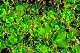 Attēlu rezultāti vaicājumam “Tortula truncata sporophyte”